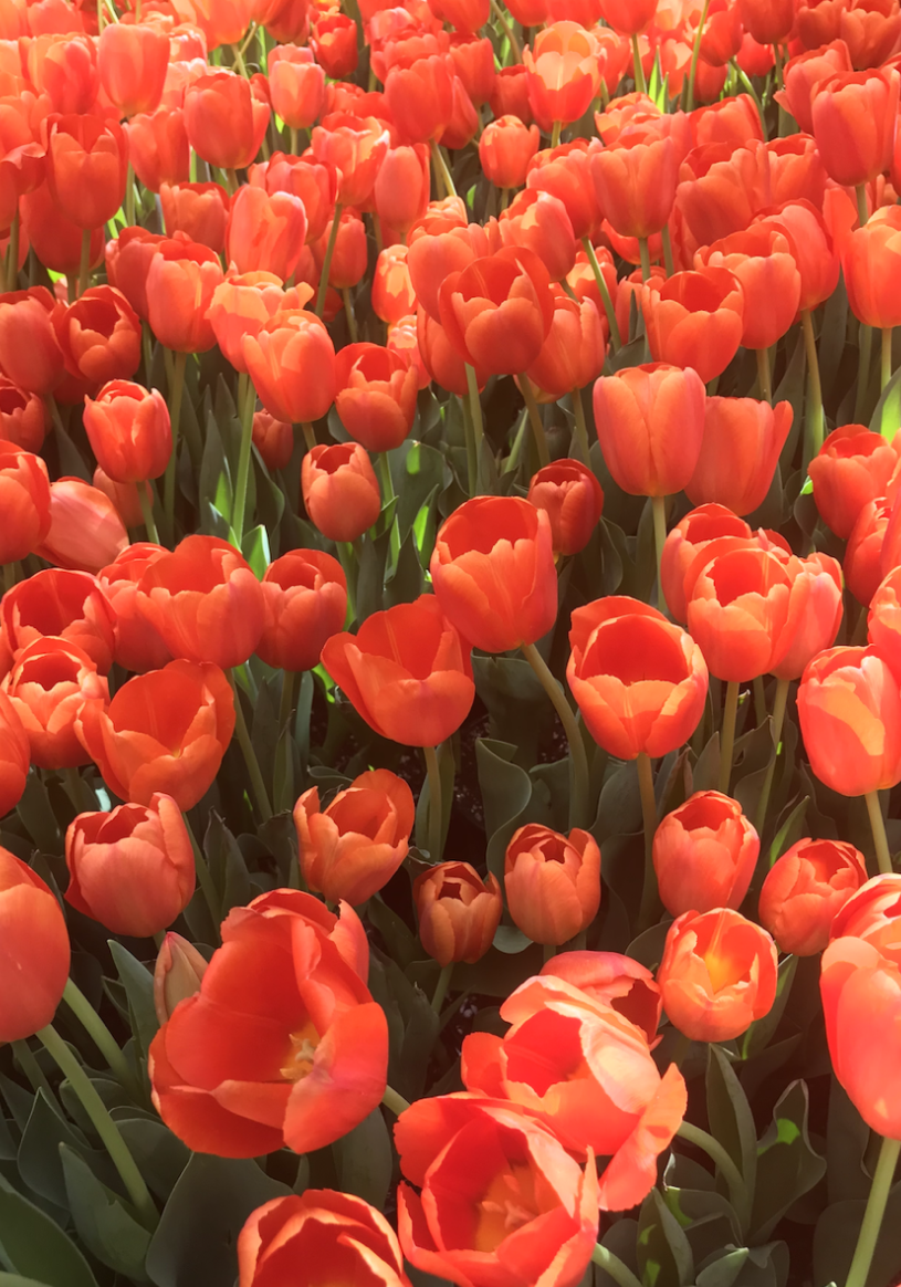 tulips in vegas